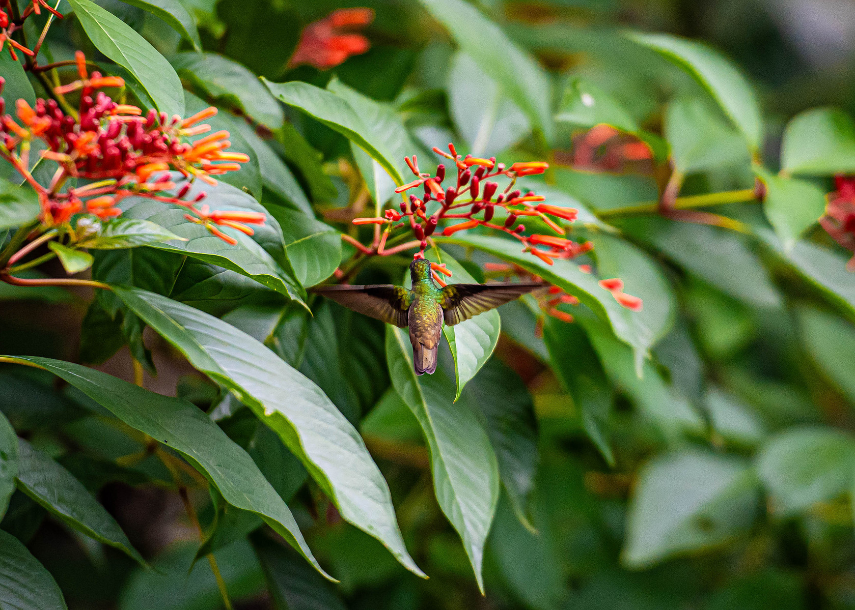 A hummingbird at Wa Samaki Ecosystems in Freeport, Trinidad and Tobago taken by Leilah Dhoré