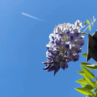 A video composite of a bee and a plane  passing by Wisteria flowers and a Tiger Bee Fly landing on a pergola and flying away. Taken by Leilah Dhoré in Toronto, Ontario for INTAC: Activate/Agitate Exhibition