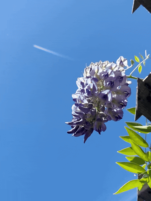 A video composite of a bee and a plane  passing by Wisteria flowers and a Tiger Bee Fly landing on a pergola and flying away. Taken by Leilah Dhoré in Toronto, Ontario for INTAC: Activate/Agitate Exhibition