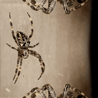 A mirrored image of a spider moving its legs  overlayed by a still of the same spider. Part of the exhibition INTAC:Transformations By Leilah Dhoré.