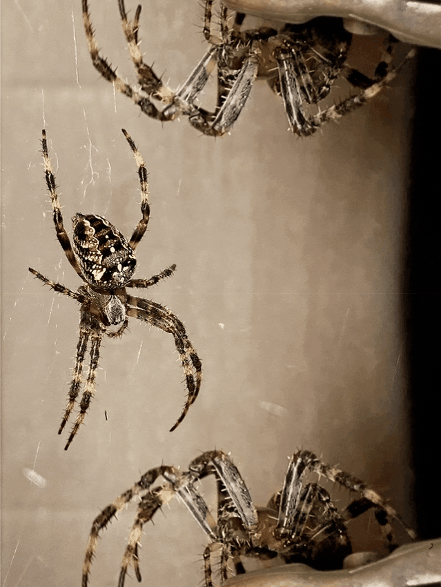 A mirrored image of a spider moving its legs  overlayed by a still of the same spider. Part of the exhibition INTAC:Transformations By Leilah Dhoré.
