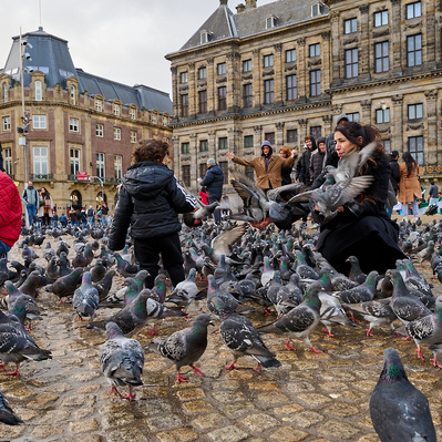 Pigeons at Dam Square Amsterdam
