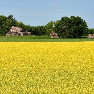 Bright yellow canola field in front of old barn, found in prairie region of Manitoba.