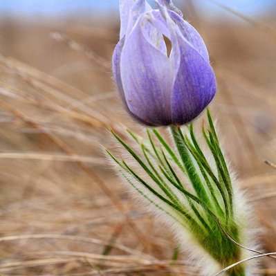 A prairie  crocus emerging from winter in Manitoba.