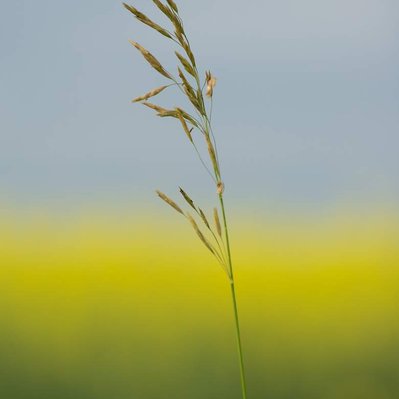 A single piece of wheat with a soft canola field behind it. 