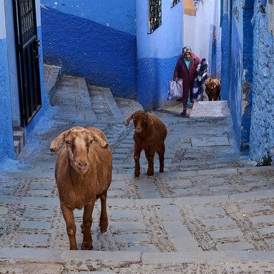 Moroccan woman herding her goats through the streets of  Chefchaouen.