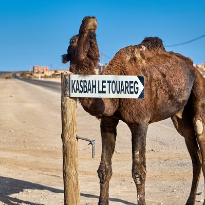 A photograph featuring a camel scratching an itch near Merzouga.