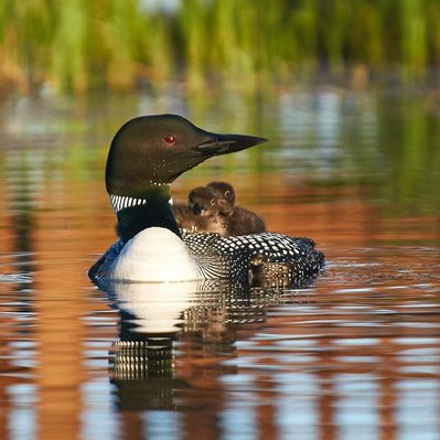 Common loon family with chicks  in Lake of the Woods in Ontario