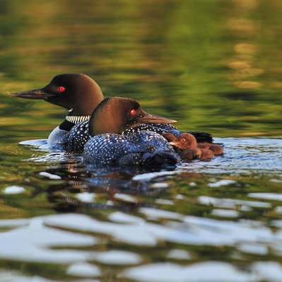 Common loon family with chicks  in Lake of the Woods in Ontario