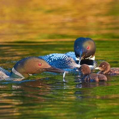 Common loon family with chicks  in Lake of the Woods in Ontario