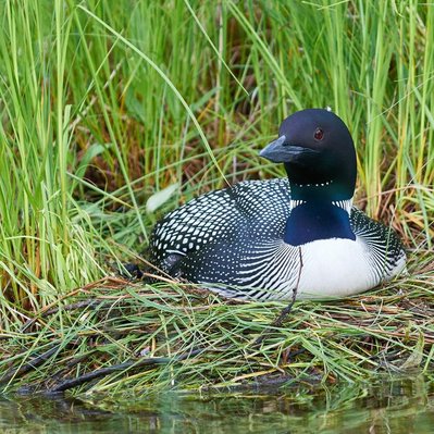 Common loon family with chicks  in Lake of the Woods in Ontario
