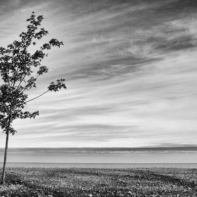 A lone tree agains the background of Lake Winnipeg, Manitoba.