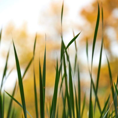 Bullrushes  in front of fall leaves found in Winnipeg Manitoba