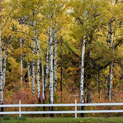 A white fence in front of a forest full of fall colours. Located in Manitoba Canada.