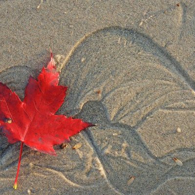 A maple leaf with interesting water swirls on a beach in Lake Winnipeg Manitoba.