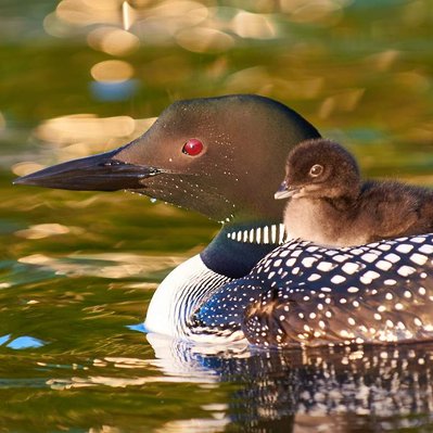 Common loon family with chicks  in Lake of the Woods in Ontario
