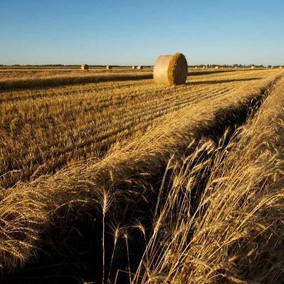 Manitoba harvest wheat field with a row of plants and large round bale in the background.
