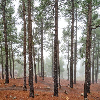 Gran Canaria landscape photograph featuring forest with fog