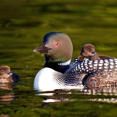 Common loon family with chicks  in Lake of the Woods in Ontario