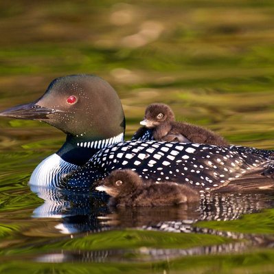 Common loon family with chicks  in Lake of the Woods in Ontario