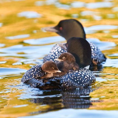 Common loon family with chicks  in Lake of the Woods in Ontario