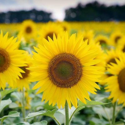 Close up of sunflower plants in a sunflower field.