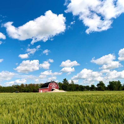 Prairie red barn in front of growing wheat with a blue sky full of clouds