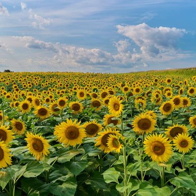 Sunflower field with a whisky cloud sky.