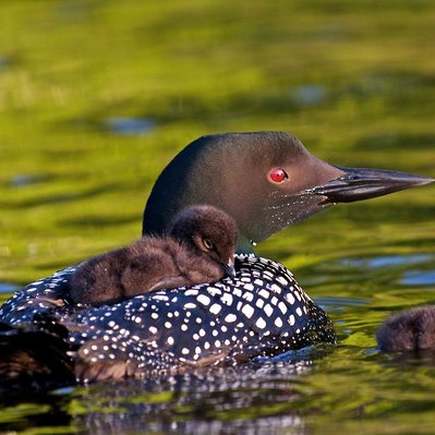 Common loon family with chicks  in Lake of the Woods in Ontario
