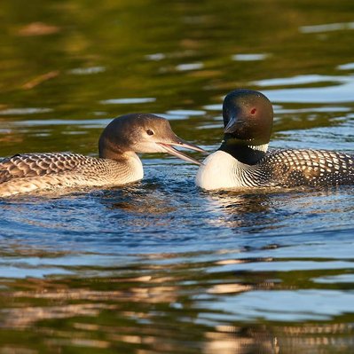 Common loon family with chicks  in Lake of the Woods in Ontario