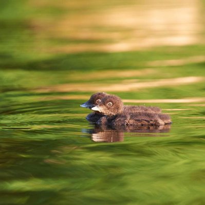 Common loon family with chicks  in Lake of the Woods in Ontario