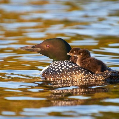Common loon family with chicks  in Lake of the Woods in Ontario