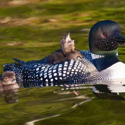 Common loon family with chicks  in Lake of the Woods in Ontario