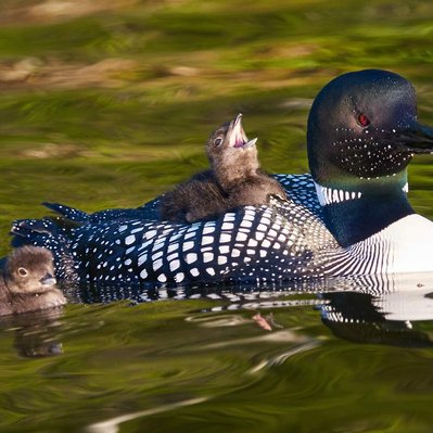 Common loon family with chicks  in Lake of the Woods in Ontario