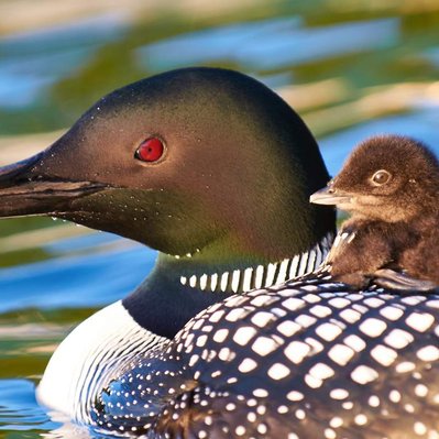 Common loon family with chicks  in Lake of the Woods in Ontario