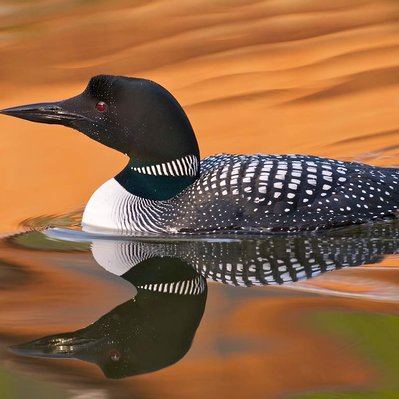 Common loon family with chicks  in Lake of the Woods in Ontario