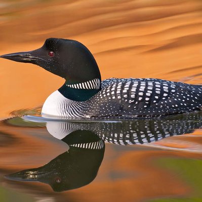Common loon family with chicks  in Lake of the Woods in Ontario
