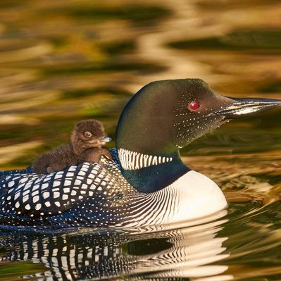 David Suzuki Nature of Things first place winner of loon and chick on back.