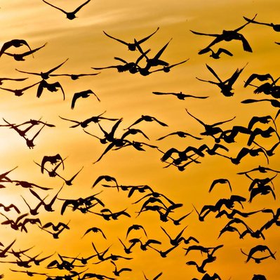 A large flock of Canadian geese starting their fall migration in Manitoba Canada.