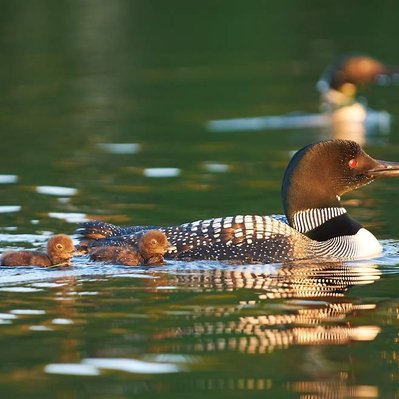 Common loon family with chicks  in Lake of the Woods in Ontario