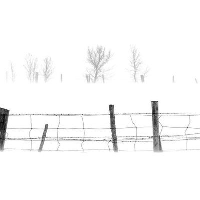 A fence and distant trees barely show up during a blizzard along the prairies. Located in Manitoba Canada.