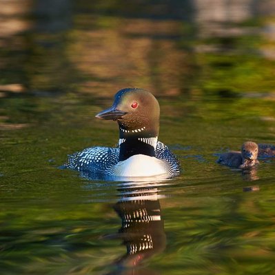 Common loon family with chicks  in Lake of the Woods in Ontario