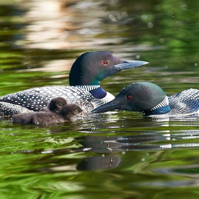 Common loon family feeding in Lake of the Woods in Ontario