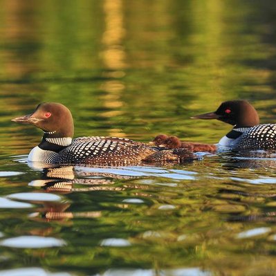 Common loon family with chicks  in Lake of the Woods in Ontario