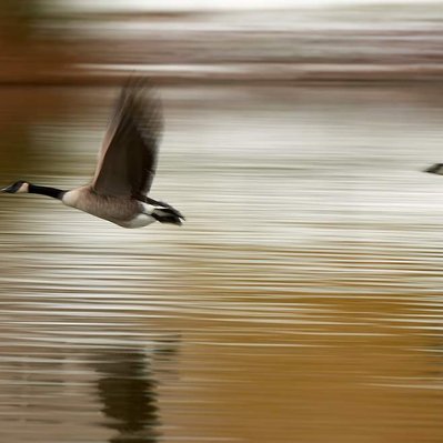 Geese taking off from a lake in Manitoba Canada. 