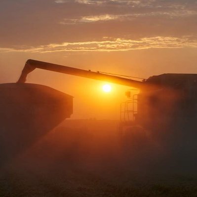 Sunset over combines offloading grain while harvesting wheat in the prairies. 