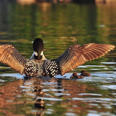 Common loon family with chicks  in Lake of the Woods in Ontario