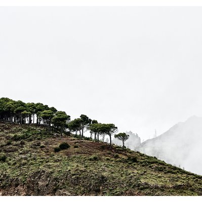 Gran Canaria landscape photograph featuring trees on a hill see through fog in the mountains
