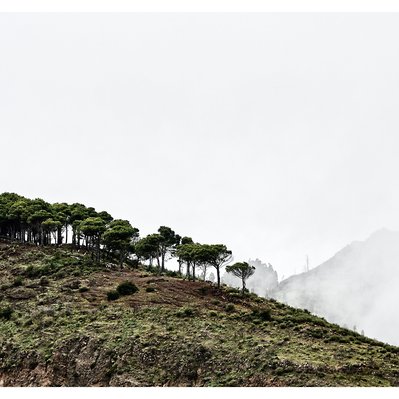 Gran Canaria landscape photograph featuring trees on a hill see through fog in the mountains