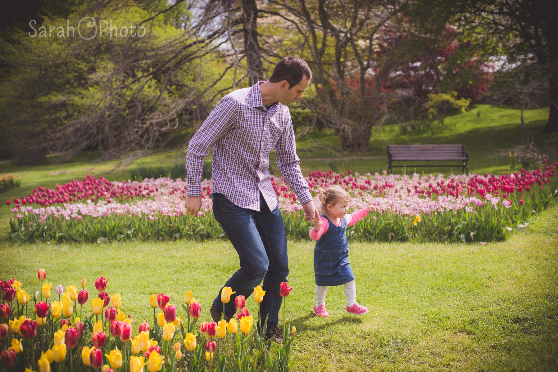 Spring family photos at Highland Park tulips, Rochester NY